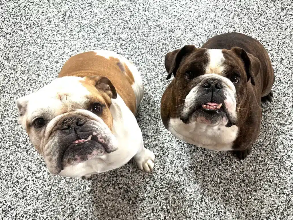 Two bulldogs are looking up at the camera with expressive faces, sitting on a speckled floor, possibly indoors. They appear attentive and curious.